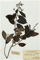 藏品(白花酸藤果子)的圖片